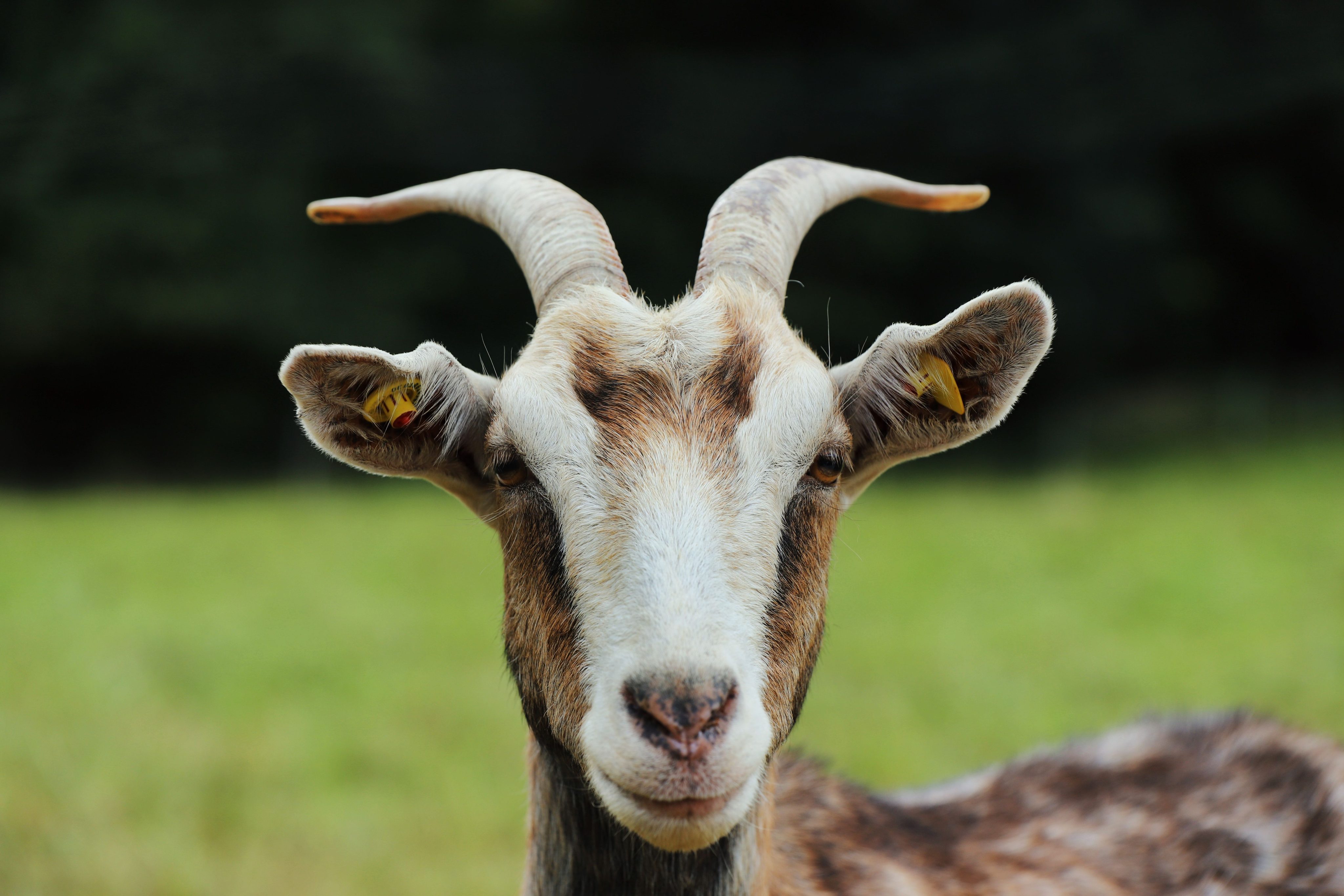 7 Health Benefits of Goats Milk in Your Dogs Diet