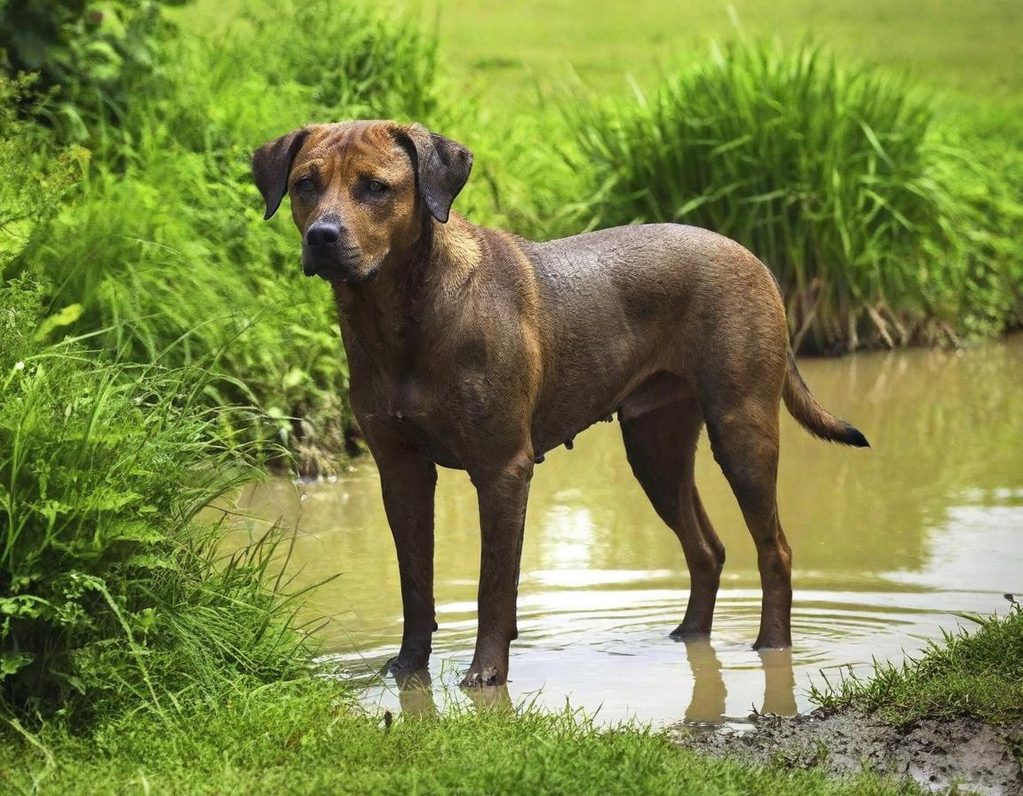 A very muddy wet dog requiring a bath after playing in the muddy water