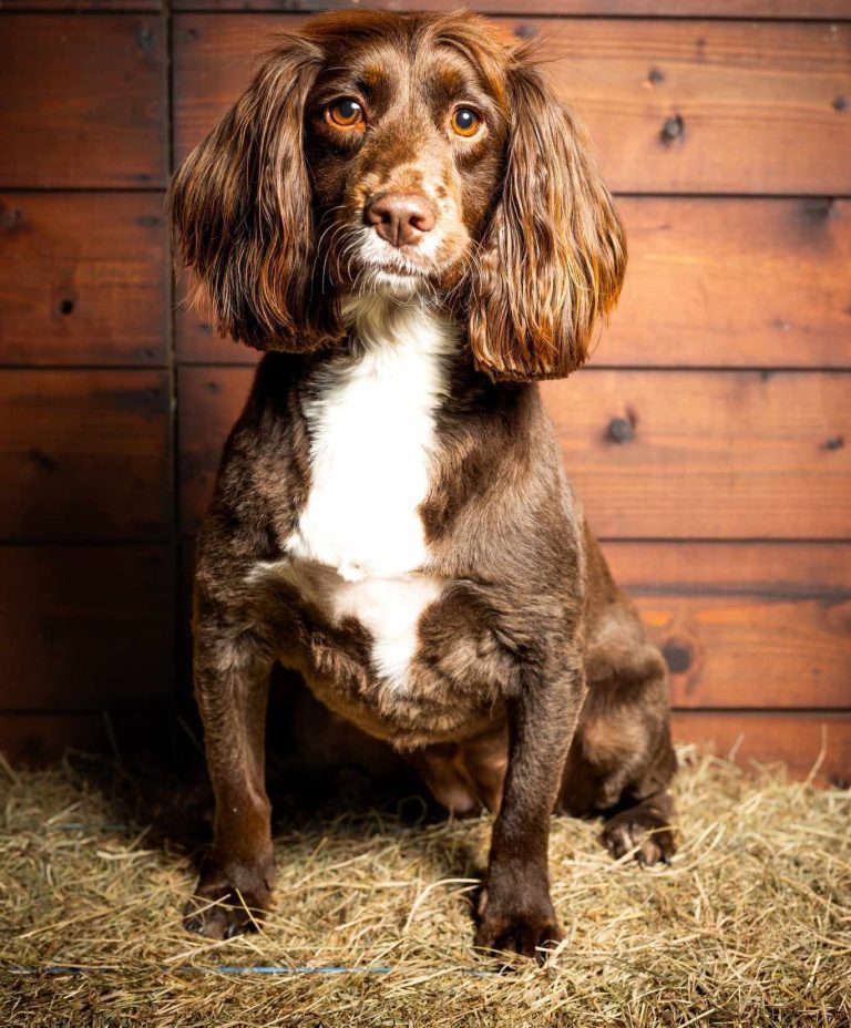 Hazel Picture of Hazel our Cocker Spaniel